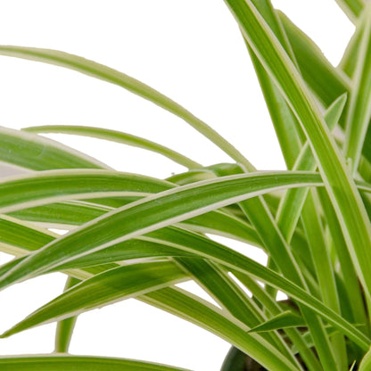 Spider Plant Reverse | Live Plant for Indoor & Outdoor | for Living Room, Office, Bathroom | (8" Pot)