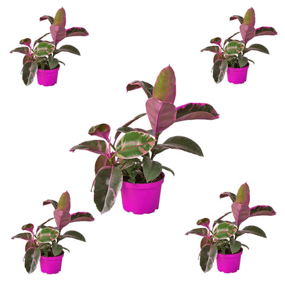 5 Pack Ficus Elastica 'Ruby Pink' in 6in Pot - Live Plants Tropical Houseplants | Variegated | USA Growers | The Snobby Leaf