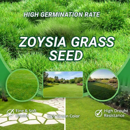10000 Zoysia Grass Seeds Zoysia Japonic Seeds Lawngrass Seeds, Grow Outdoor in Backyard or Home Garden