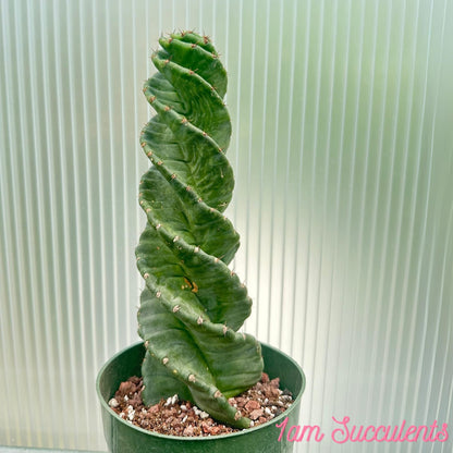 Spiral Cactus - Cereus Validus Spiralis – 8-10 inches Height, Rare Cactus Plant, Live Twisting Succulent, Fast-Growing & Drought-Tolerant – Exotic Statement Plant for Home & Garden