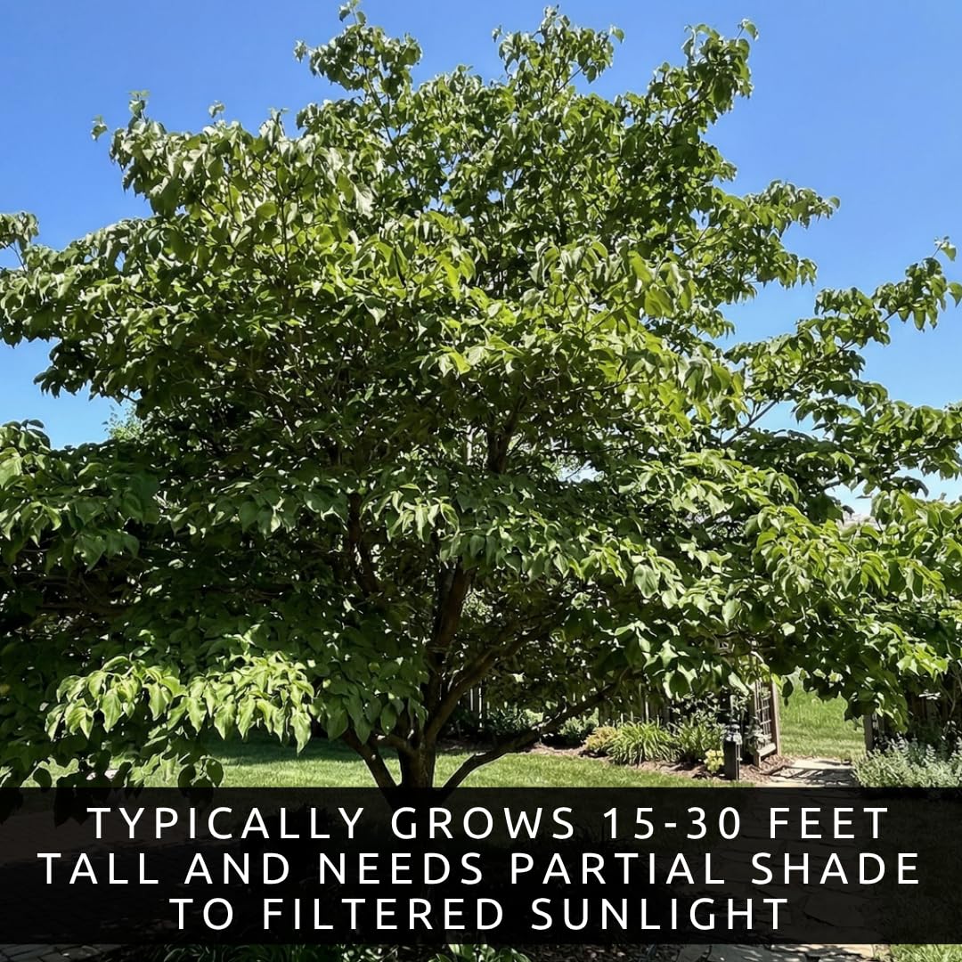White Flowering Dogwood Trees Live – Cornus Florida – Ornamental Flowering Trees – Spring Blooms & Landscape Trees – Bare Root for Outdoor Planting (10 Trees)