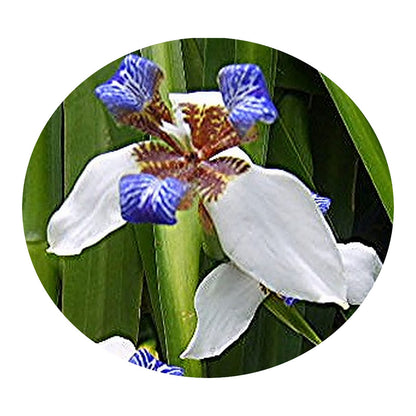 Walking Apostle Iris - Neomarica gracilis - Live Plant - Bog Shade - Fragrant White Blue Bloom - Emerald Goddess Gardens - Starter Sz 4 Inch Pot
