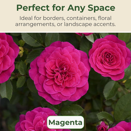Sunblaze Dragon Fruit Mini Rose Bush - Summer & Spring Blooming Deep Pink Flowers for Gardens and Floral Arrangements - Grows Upto 1.5' x 1.5' in 2 Gal Pot - Garden Roses w/Mild Fragrance (1 Count)