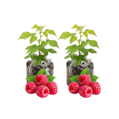 2 Raspberry Plants Live, 4-6'' Tall, Raspberry Trees, Raspberry Fruits Trees for Outdoor Planting, 1 Year Old (Glencoe Thornless)
