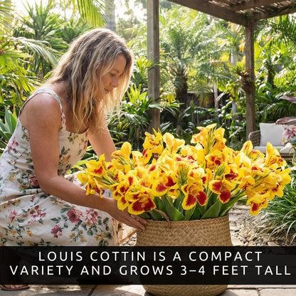 Louis Cottin Canna Lily Premium Bulbs – Bright Yellow Blooms with Red Accents – Compact 3–4 Ft Tropical Summer Flowers for Garden & Containers (3 Bulbs)