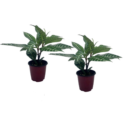 LEAL PLANTS ECUADOR Aphelandra Squarrosa Zebra Plant (Pack of 2)– Striking Foliage House Plant Easy Care, Air-Purifying Indoor Plant for Wellness & Home Decor, Office Desk, Unique Sustainable Gift