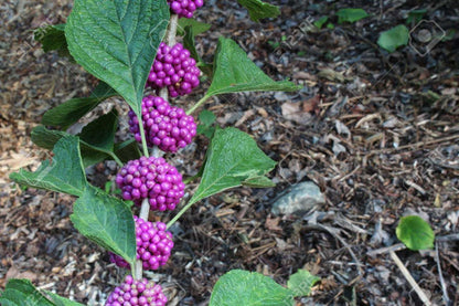 American Beautyberry Shrub/Bush - 4-8" Tall Live Plant - 2.5" Pot - Purple Beauty Berry Seedling - Callicarpa Americana