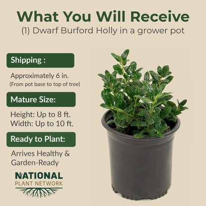 Holly Dwarf Burford Shrub – Compact Upright Evergreen Holly w/Small Showy White Flowers & Bright Red Berries for Formal Hedges & More - Grows Up to 10 ft in 3 Gal Grower Pot, USDA Zones 7–9, 1-Pack