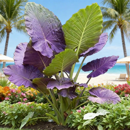 Giant Tropical Elephant Ear Plant Bulbs | Live Foliage Starter for Indoor Outdoor Garden & Patio (6)