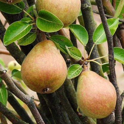 9 Months Old Pear Tree Live Plant for Spring Planting, Yellow Green Pears 8-10 Inches in Tall, No Pot, Dormant in Winter, No Leaf, Cold Hardy Pear Home Orchard Yard