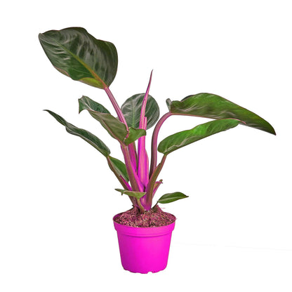 Philodendron 'Congo Rojo' in 4in Pot - Live Plants Tropical Houseplants | Variegated | USA Growers | The Snobby Leaf