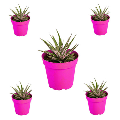 5 Pack Zebra Succulent in 4in Pot - Live Plants Tropical Houseplants | Variegated | USA Growers | The Snobby Leaf