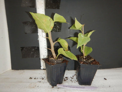Live Plant - Vera Pink Bougainvillea Small Well Rooted Starter Plant