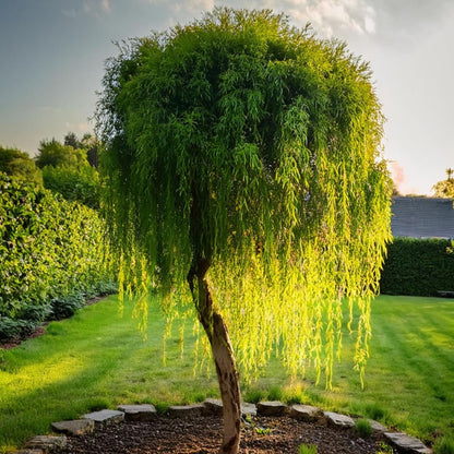 Set of 2 Weeping Willow Bare Root Trees, 1-2 Feet Tall Dormant Live Willow Plants, Fast-Growing Cold-Hardy Shrubs for Outdoor Landscaping