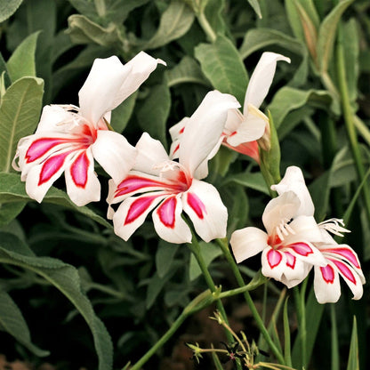 Easy to Grow Hardy Gladiolus Prins Claus 10 Bulbs - White & Pink Flowers Bloom in Spring to Summer Sun