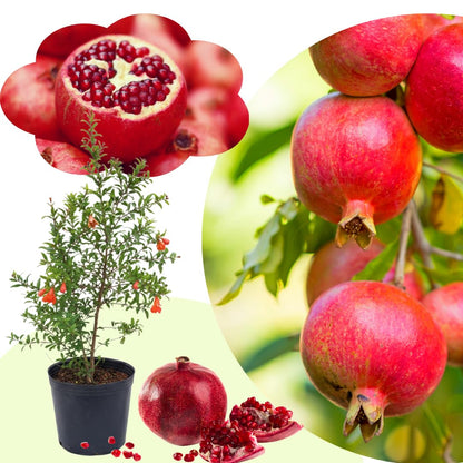 Live Pomegranate Tree Plant, Sweet Edible Pomegranate Fruit, 2-3 Feet Tall, Well-Rooted, Ready for Outdoor Planting
