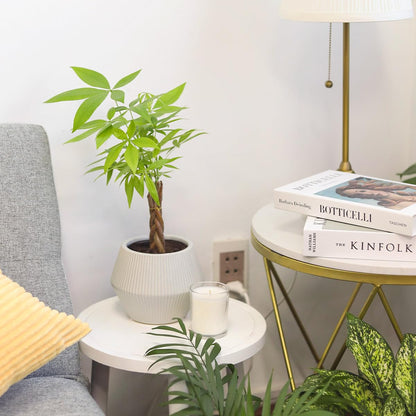 Braided Pachira Stump Money Tree (4 inch) - Lucky Houseplants - 4/6 inch Unique Live Decorative Houseplants - Easy to Care Indoor Plants, Perfect for Office, Home & Feng Shui Decor