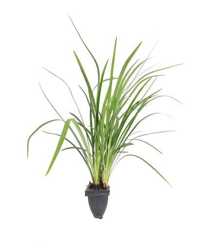 Emerald Goddess Liriope Muscari - 3 Live Plants - Drought Tolerant Low Maintenance Evergreen Ground Cover Grass
