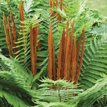 10 Ostrich Ferns Live Plants Outdoor, Live Ferns for Outdoors, Hardy Perennial Fern Rhizomes Roots Bare Roots