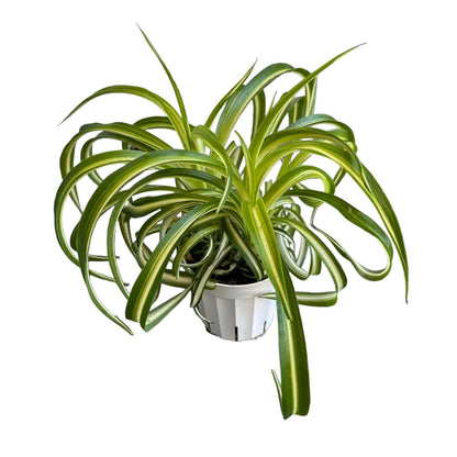 Bonnie Curly Spider Plant, Variegated Curly Leaves, Easy to Care and Grow Attractive Plant in 4 inch Pot - Hopewind Plants Shop