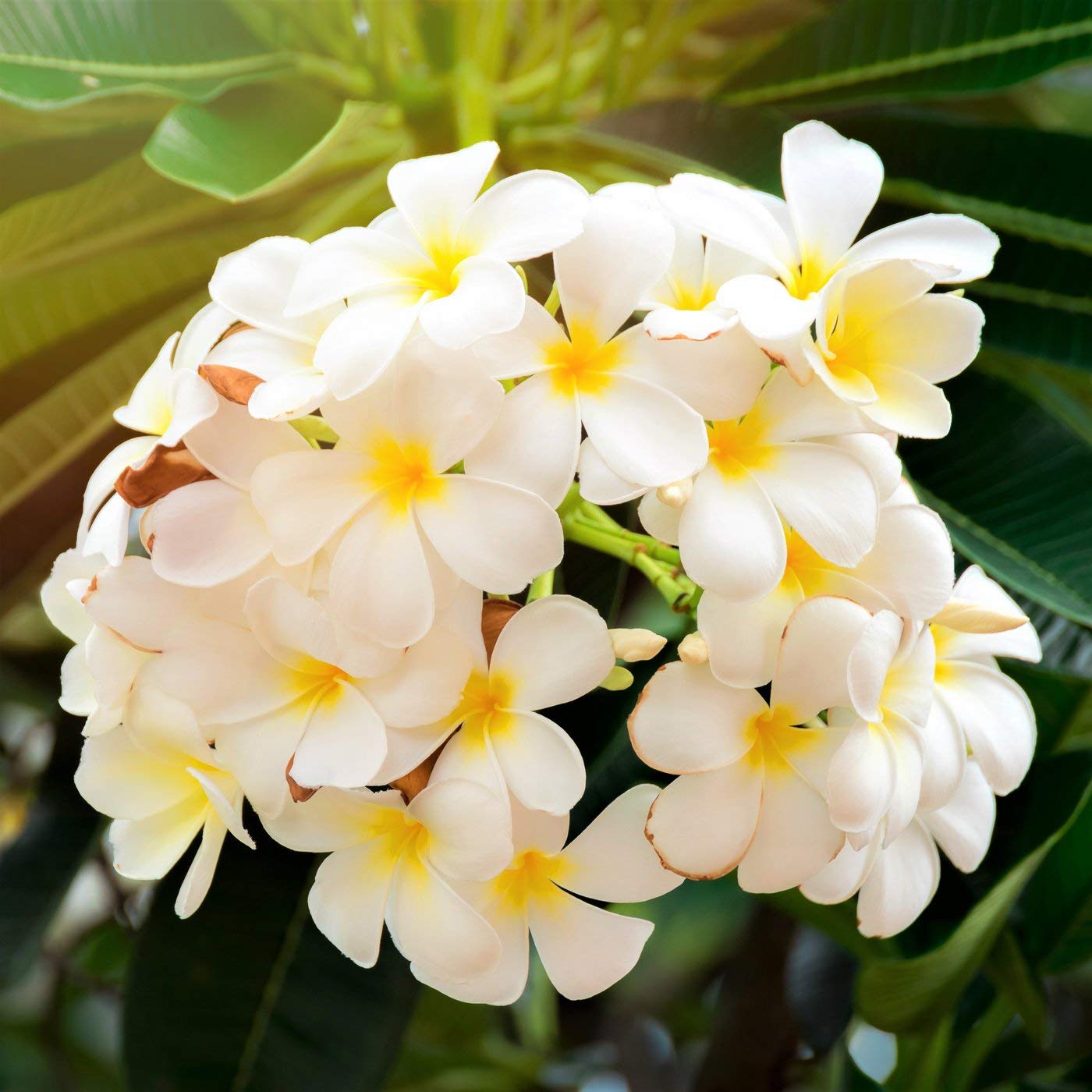 Hawaiian White Plumeria Cutting - Live 10" Frangipani Plant - Fragrant Lei Flower - Premium Big Island Grown Tropical Plant