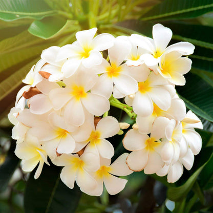 Hawaiian White Plumeria Cutting - Live 10" Frangipani Plant - Fragrant Lei Flower - Premium Big Island Grown Tropical Plant