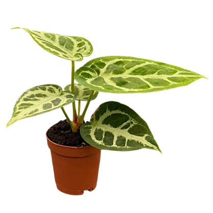 CoollectivePlants Anthurium Silver Blush – Live Indoor Plant in 2″ Grower Pot, Easy Care Tropical Houseplant, Low Maintenance Anthurium for Home or Office