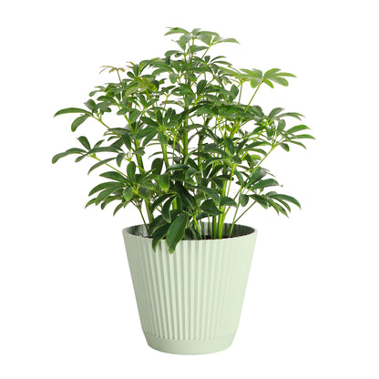Thorsen's Greenhouse Live Arboricola Umbrella Tree Plant, Schefflera Arboricola, Natural Air Purifier, Easy to Grow, Live Indoor Houseplant, 6-inch Diameter (Sage (6" Pot))