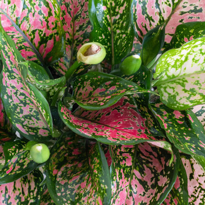 Aglaonema Ruby Ray Live Plant by United Nursery 6 inch Pink Decorative Pot Mother’s Day Gift for Patio and Home Decor Stunning Variegated Foliage (Nursery Pot)