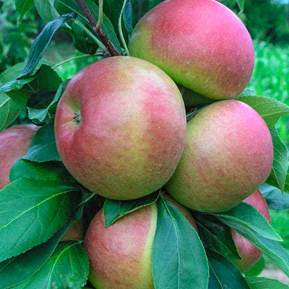 GURNEY'S - Blushing Delight Fruit Snacks Columnar Apple Tree, Dormant Bareroot Starter Fruit Tree (1-Pack) - Due to State restrictions Can't Ship to Montana