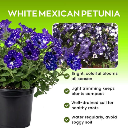 Set 2 Petunias Plants Live, 5-9 Inches Tall, Petunia Flowers Seedlings, Petunias Live Plant for Home Garden, Vibrant Tropical Blooms (Night Sky Petunias)