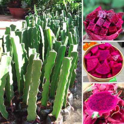 2 Baby Dragon Fruit Tree Live Plant, 4 to 7 Inc, Live Dragon Fruit Plant, Sweet Fruit Plant Outdoor Garden