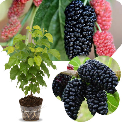 Dwarf Mulberry Tree Live Plant, Hardy Well Rooted 4-8'' Tall, Mulberry Fruit Tree for Indoor Outdoor Spring Planting Mulberries