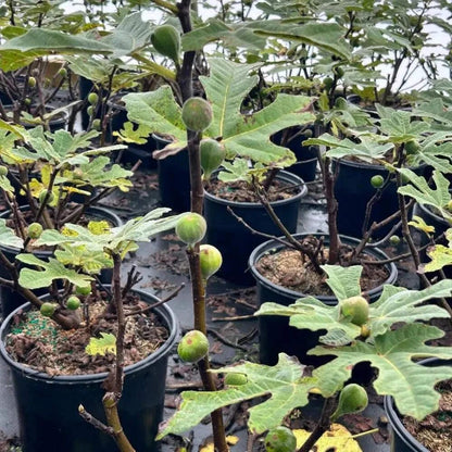 Fignominal Dwarf Fig, Ficus, 3 Gallon, Compact Fruit Tree, Full Sun