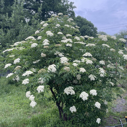 Elderberry Live Plant 4-8'' Tall, Live Black Elderberry Tree Seedling, Edible Berry Bush for Planting, No Pot