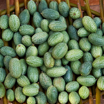 2 Cucamelon Plants Seedlings, 4 to 6 Inches Tall, Cucamelon Mini Cucumber Live Plant Vegetable Plants for Growing