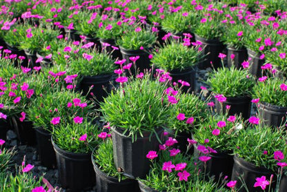 Perennial Farm Marketplace Dianthus x Kahori (Garden Pinks) Perennial Size-#1 Container, Dark Fuschia Flowers