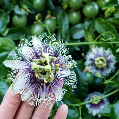 Passionfruit Plant, Passion Fruit Vine 5-8'' Tall, Hardy Fruit Tree Live for Home Gardens and Containers Planting (Purple Passionfruit)