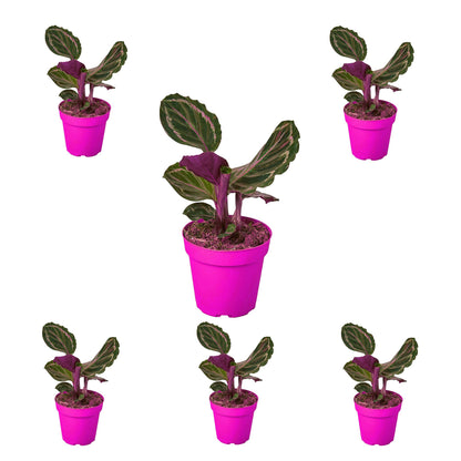 6 Pack Calathea Roseopicta 'Medallion' in 4in Pot - Live Plants Tropical Houseplants | Variegated | USA Growers | The Snobby Leaf