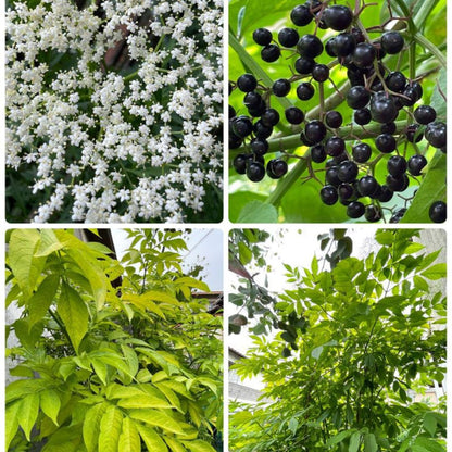 1 Black Elderberry Plant Live, 6-9 Inch Tall, American Elderberry Bush, Hardy Elderberries Tree