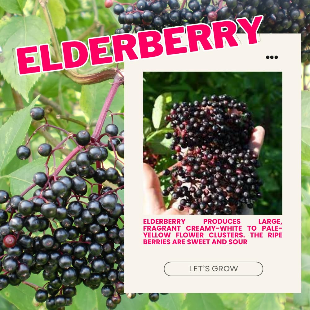 3 Black Elderberry Plants Live, 6-12 Inch Tall, American Elderberry Bush Live Plant, Sweet Elderberries Fruit