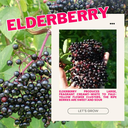 Set 2 American Elderberry Plants Live, 6-12 Inch Tall, American Elderberry Bush, Hardy Elderberries Trees