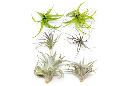 Air Plants The Inca Collection - Live Succulent House Plants - Available in Wholesale and Bulk - Home and Garden Decor - Easy Care Indoor/Outdoor Air Plant (Pack of 6)