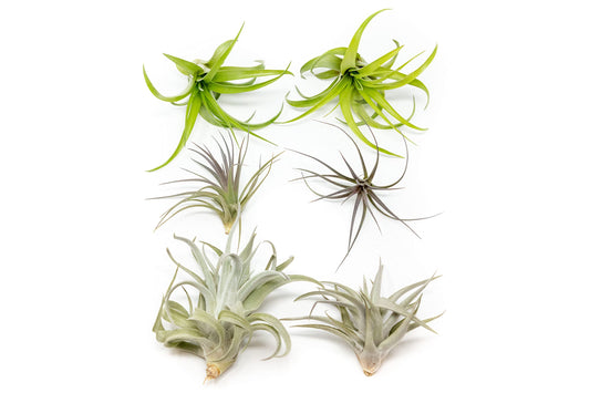Air Plants The Inca Collection - Live Succulent House Plants - Available in Wholesale and Bulk - Home and Garden Decor - Easy Care Indoor/Outdoor Air Plant (Pack of 6)