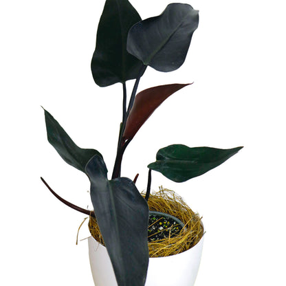 LEAL PLANTS ECUADOR Philodendron Majesty| Philodendron Exotic Houseplant for Living Room| Live Indoor Plants| Philodendron Live plant| philodendron pink princess live plant