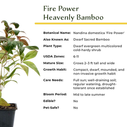 4 Fire Power Heavenly Bamboo in 2.5” Nursery Cubes (Nandina domestica 'Fire Power') | Dwarf Evergreen Shrub with Bright Red Foliage and Compact Growth | Live Starter Plants