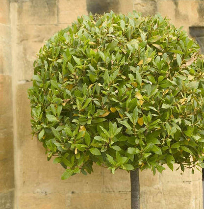 Live Plant - Bay Leaf Tree - 6-10" Tall Live Plant, 3" Pot - Sweet Bay Laurel, Laurus nobilis