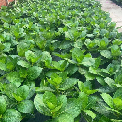 Oakleaf White to Red Pink Hydrangea Plant Live Tree, Rare Color, 4" Pot, Perennial and Hardy Blooming Shrub for Garden Spring Planting