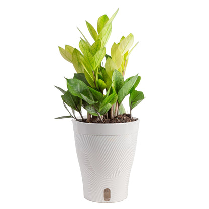 Costa Farms ZZ Chameleon Live Plant in Self Watering Pot, Easy to Maintain, Air Purifying Indoor Houseplant, Home, Room, or Office Decor, House Warming or Birthday Gift, 10-18 Inches Tall