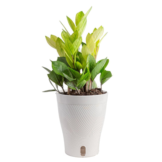 Costa Farms ZZ Chameleon Live Plant in Self Watering Pot, Easy to Maintain, Air Purifying Indoor Houseplant, Home, Room, or Office Decor, House Warming or Birthday Gift, 10-18 Inches Tall